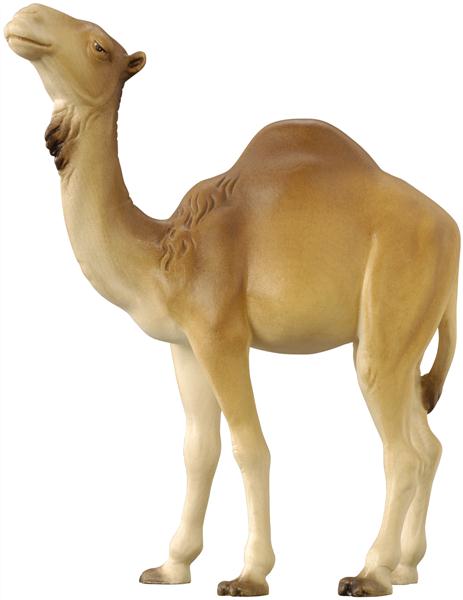 Kamel stehend Kamel stehend