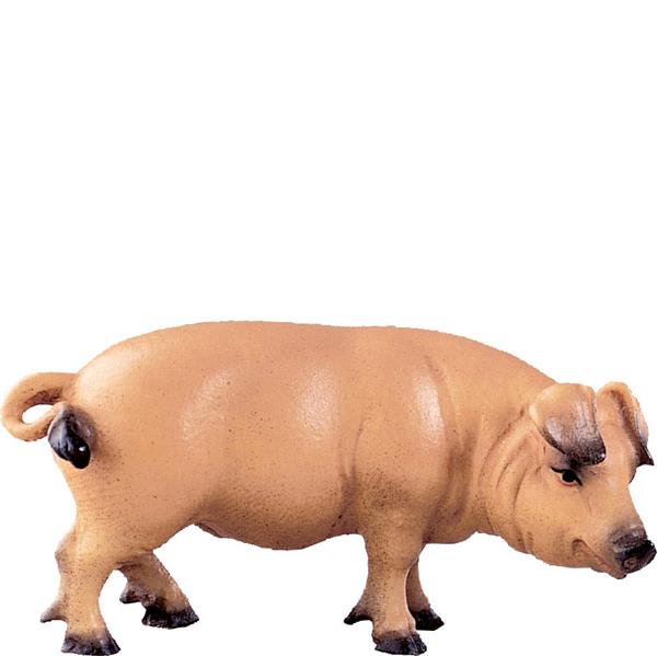 Schwein Schwein