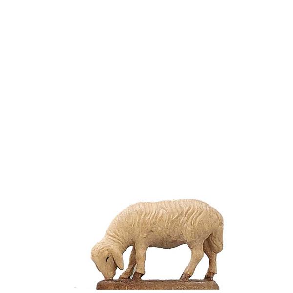 Abweidendes Schaf