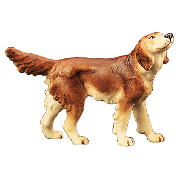 Irischer Setter Irischer Setter