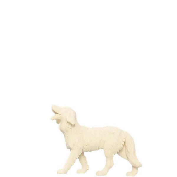 Hirtenhund Hirtenhund