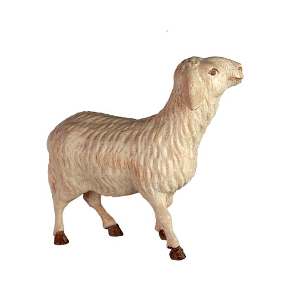Schaf stehend Schaf stehend