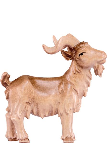 Ziegenbock Artis Ziegenbock Artis