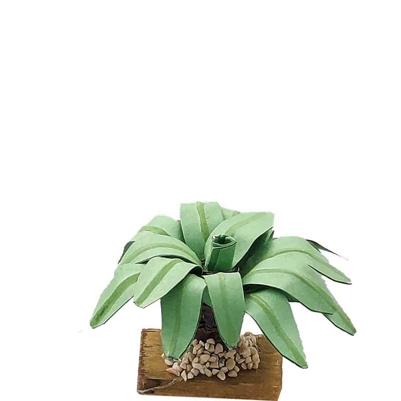 Agave Agave