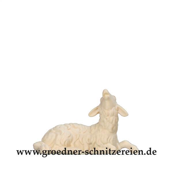 Schaf liegend und blökend