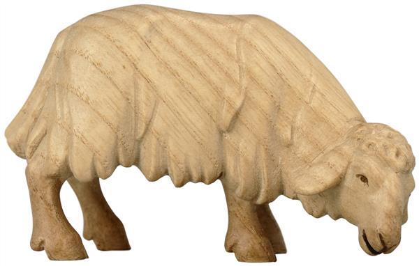 Schaf grasend Schaf grasend