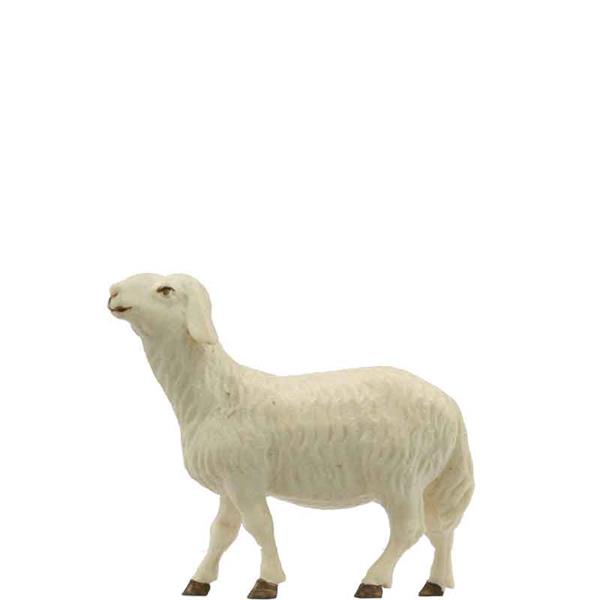 Schaf stehend Schaf stehend