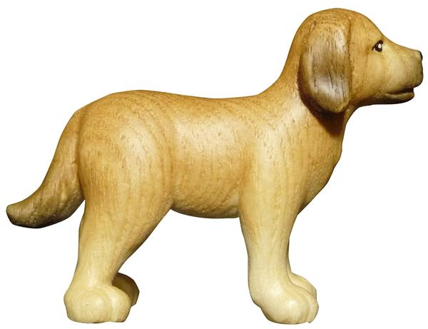 Hund Labrador