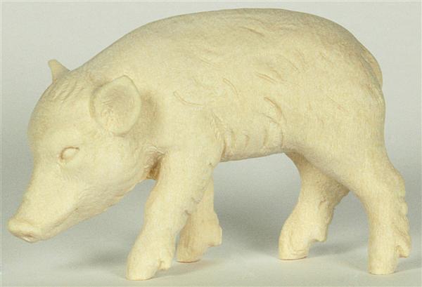 Wildschweinjunge Kopf links
