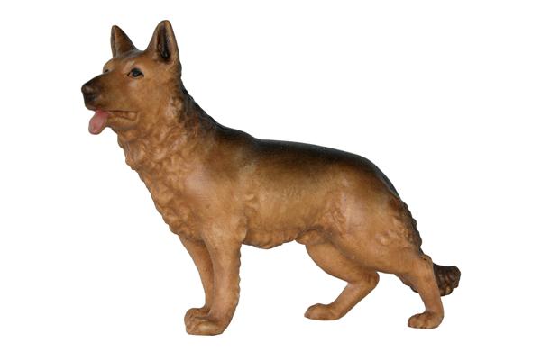 Hund stehend