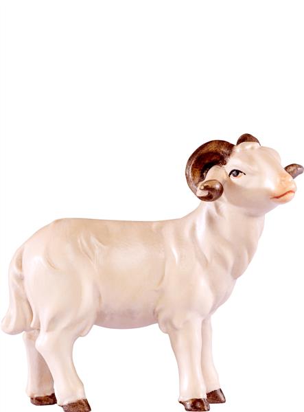 Widder Artis Widder Artis