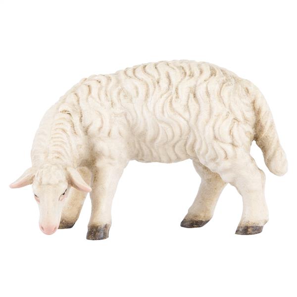 Schaf grasend Schaf grasend