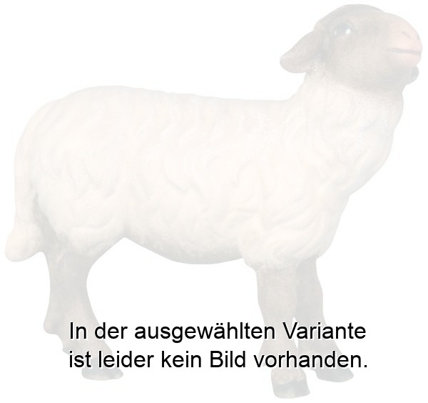 Schwarzes Schaf mit weißem Fell