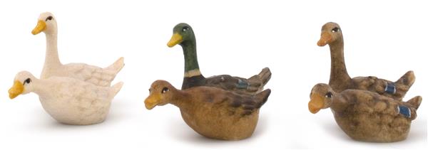 Gänsegruppe schwimmend