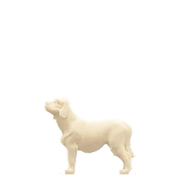 Hund
