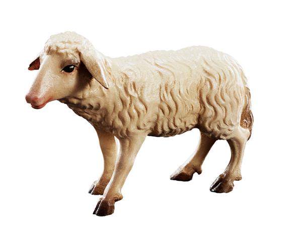 Schaf stehend Schaf stehend