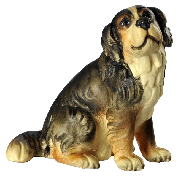 Berner Sennenhund sitzend
