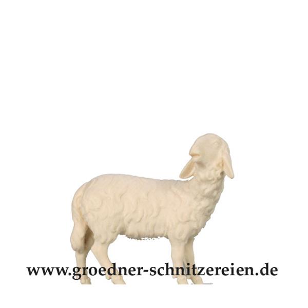 Schaf schauend
