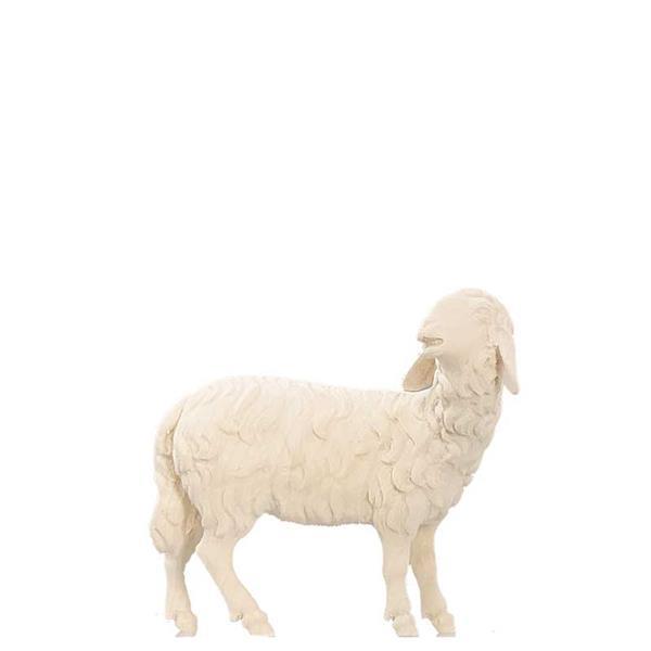 Schaf schauend Schaf schauend