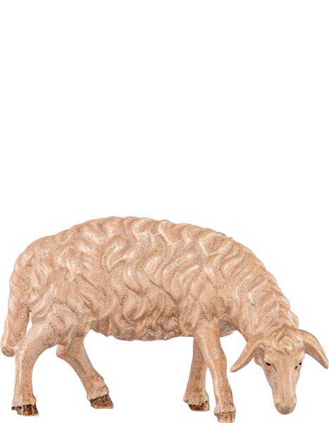 Schaf grasend Schaf grasend