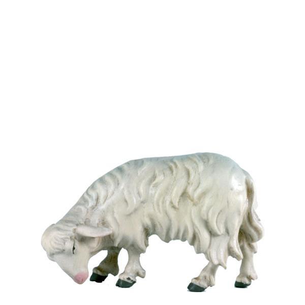 Schaf grasend Schaf grasend