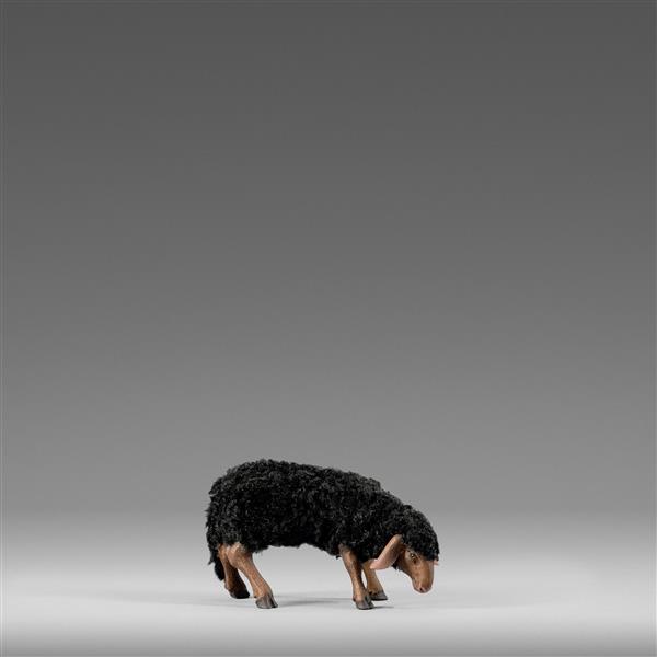 Schaf äsend mit Wolle schwarz Schaf äsend mit Wolle schwarz