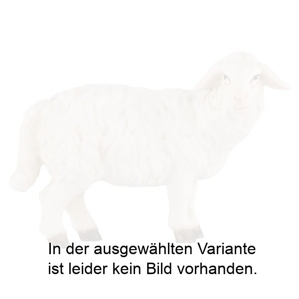 Schaf stehend rechtsschauend Schaf stehend rechtsschauend