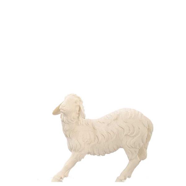 Schaf sträubend Schaf sträubend