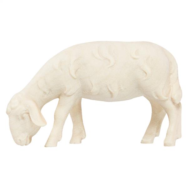 Schaf grasend Schaf grasend