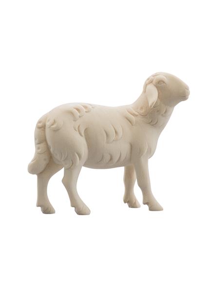 LI Schaf rechtsschauend LI Schaf rechtsschauend