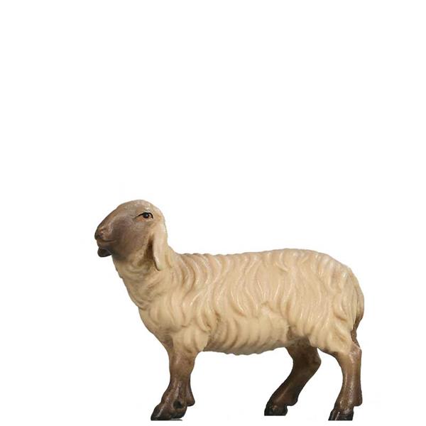 Schaf schauend links SCHWARZ-WEIß Schaf schauend links SCHWARZ-WEIß