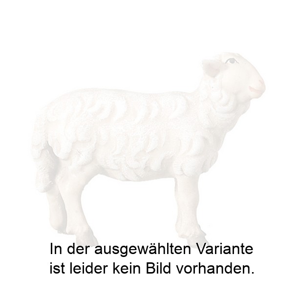 Schaf stehend rechtschauend