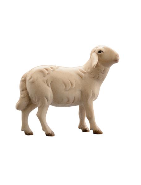 LI Schaf rechtsschauend