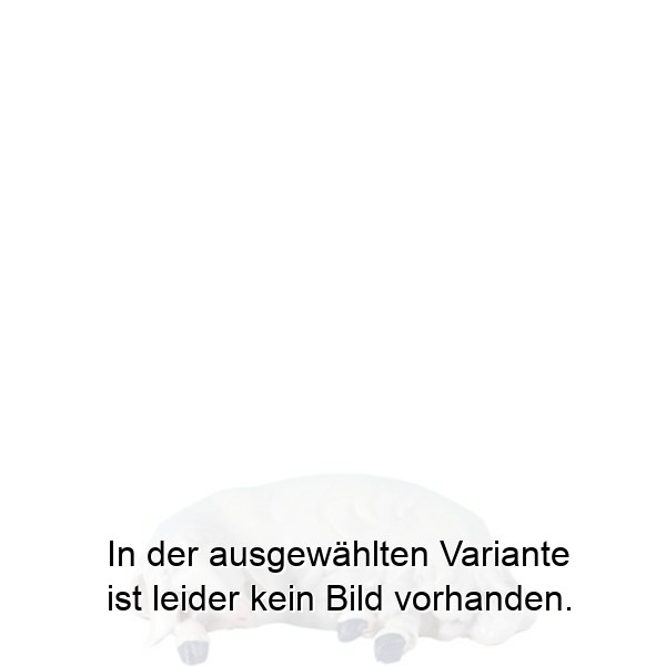Schaf liegend Schaf liegend