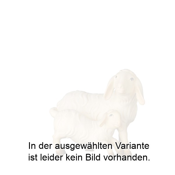 Schaf stehend mit Lamm Schaf stehend mit Lamm