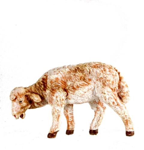 Schaf äsend Schaf äsend