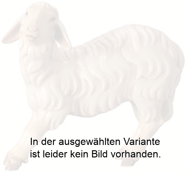 Schaf sträubend Schaf sträubend