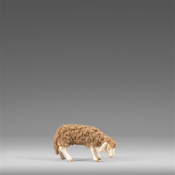 Schaf äsend mit Wolle braun Schaf äsend mit Wolle braun