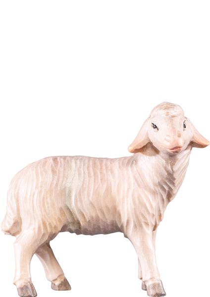 Schaf stehend Schaf stehend