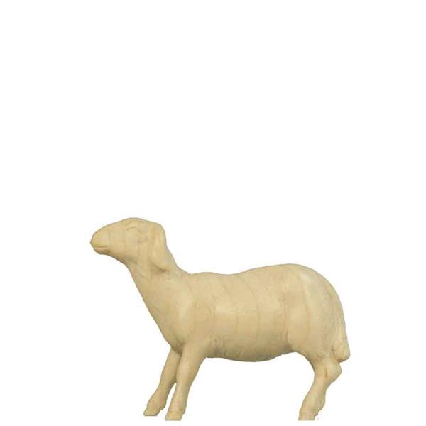 Schaf modern schauend Schaf modern schauend