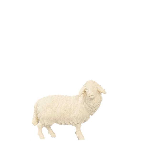 Schaf stehend Schaf stehend