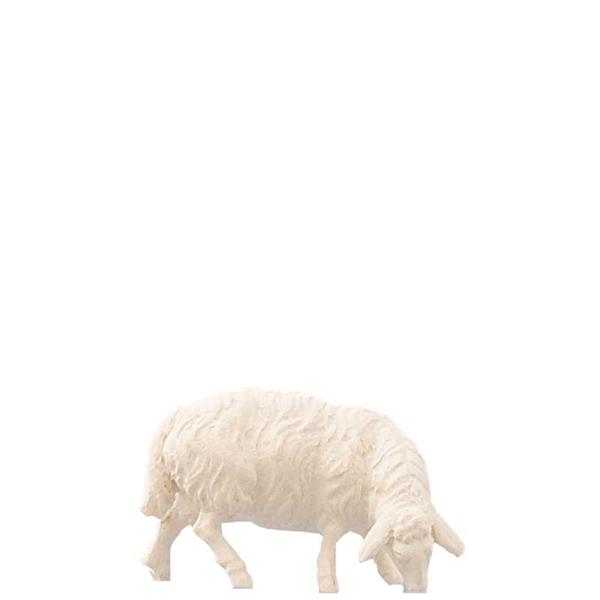 Schaf grasend Schaf grasend