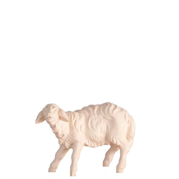 Schaf blökend Schaf blökend