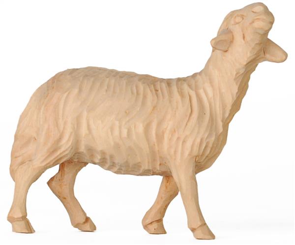 Schaf stehend Zirbel Schaf stehend Zirbel