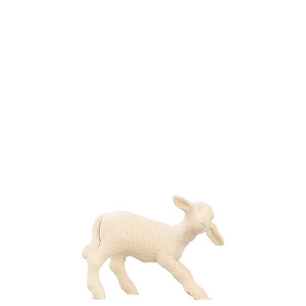 Lamm stehend Lamm stehend