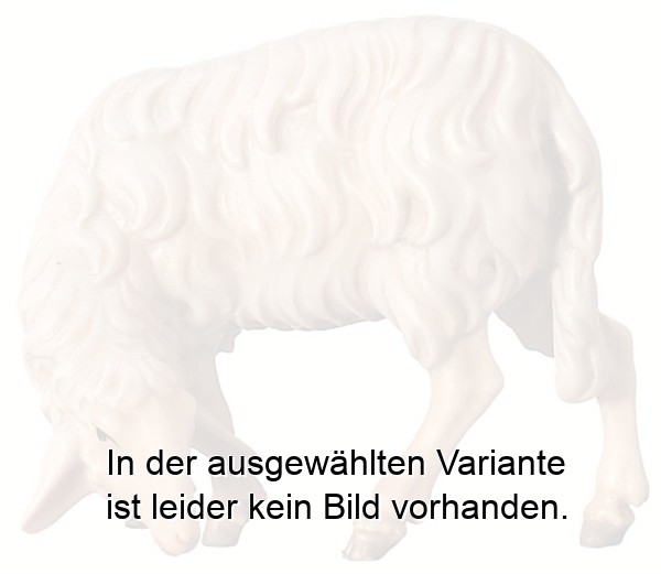 Schaf äsend Schaf äsend