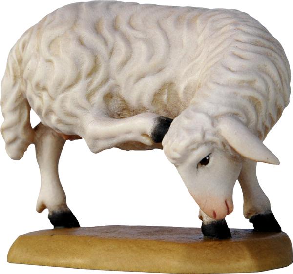 Schaf mit Bein am Kopf Schaf mit Bein am Kopf