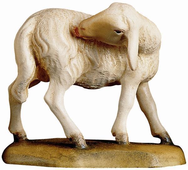 Schaf leckend Schaf leckend