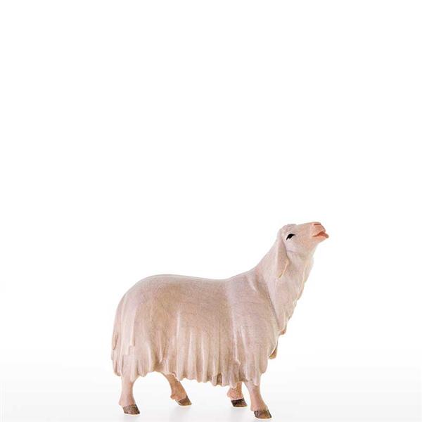 Leckendes Schaf