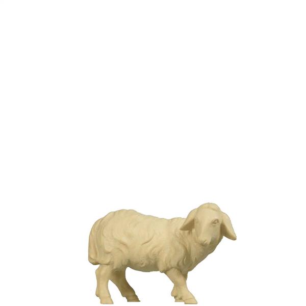Schaf schauend